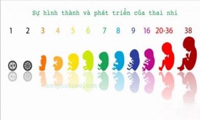 Như thế nào là thai nghén phát triển bình thường?